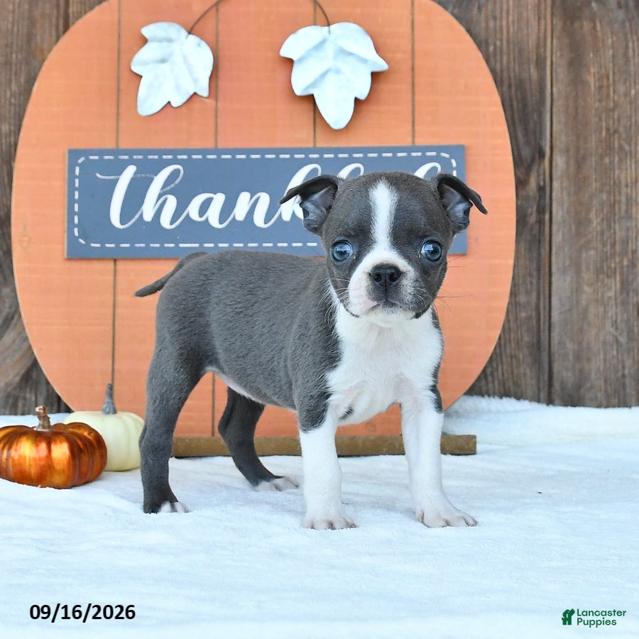 Boston Terrier dogs Awesome - Ad 1
