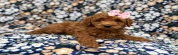Cockapoo dogs for sale: Rain - Ad 4