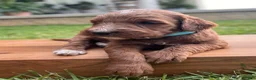 Irish Doodle dogs for sale: Birch - Ad 8