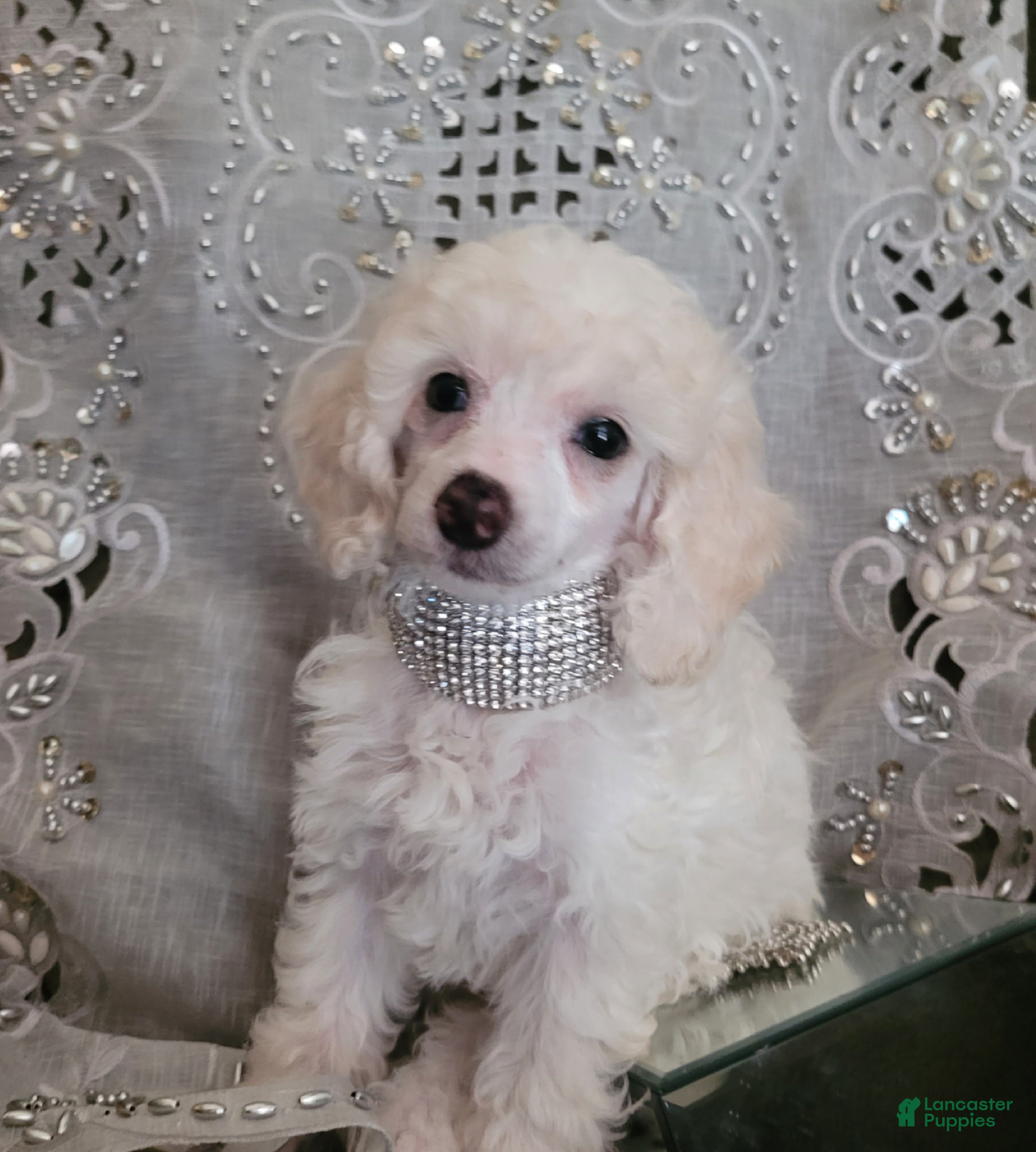 Miniature Poodle dogs Diamonds - Ad 2
