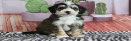 Mini Bernedoodle dogs for sale: Shilo - Ad 3