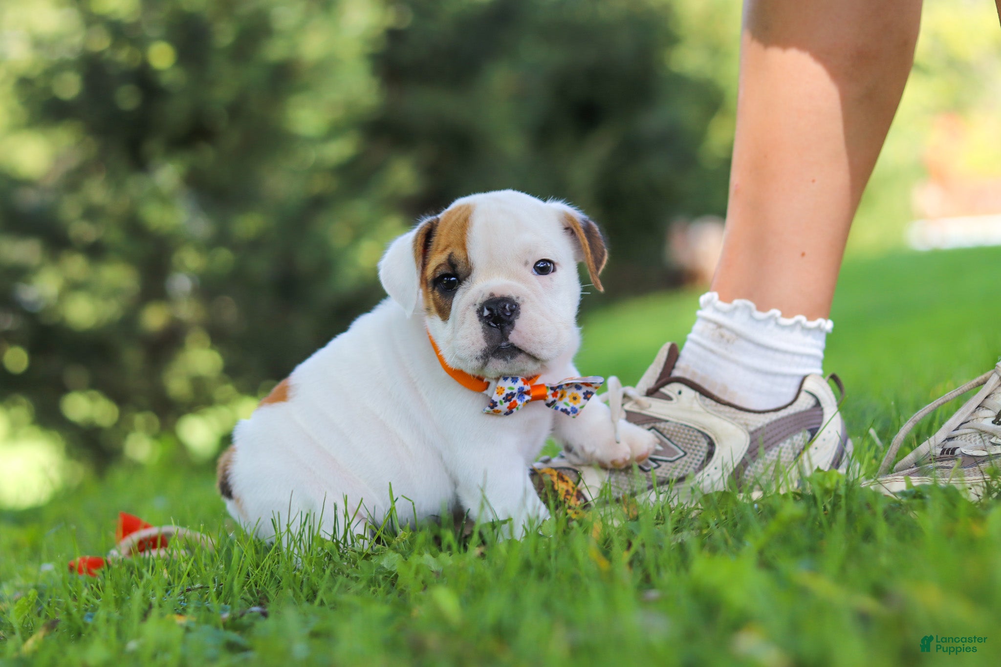 Beabull dogs Banjo - Ad 2