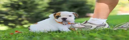 Beabull dogs for sale: Banjo - Ad 2