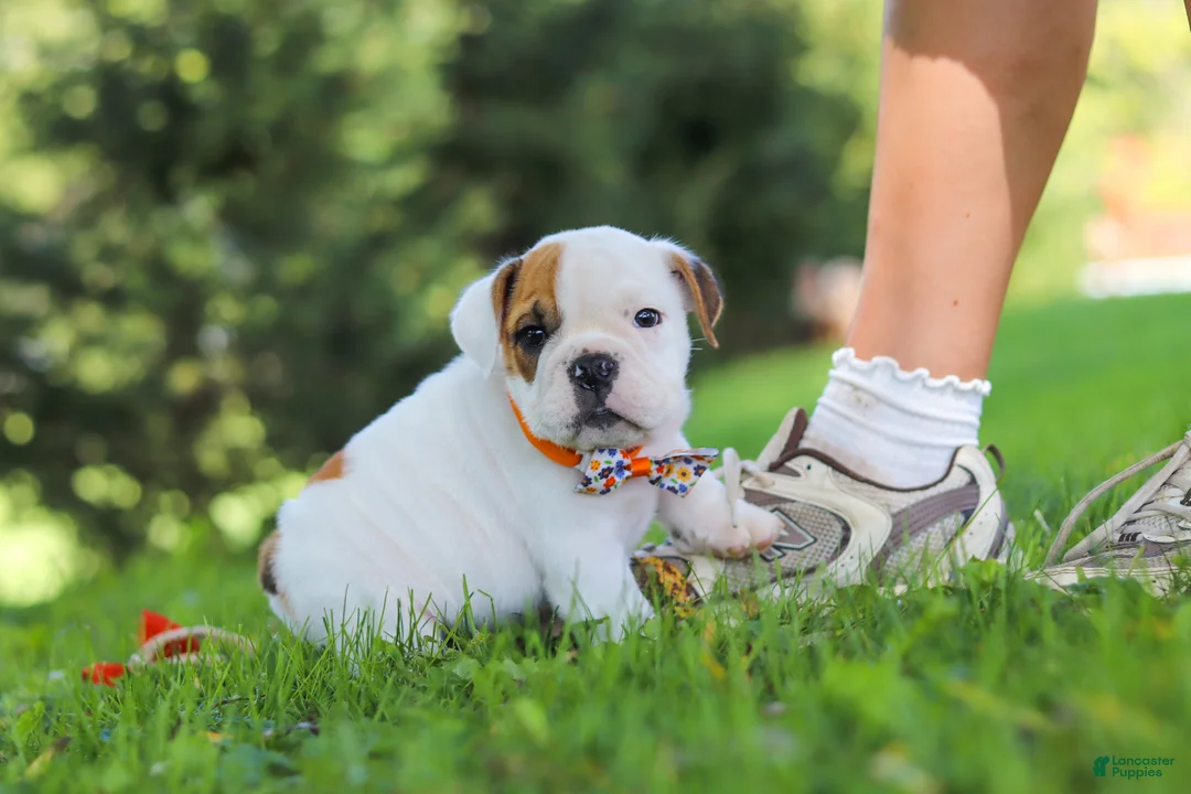 Beabull dogs for sale: Banjo - Ad 2