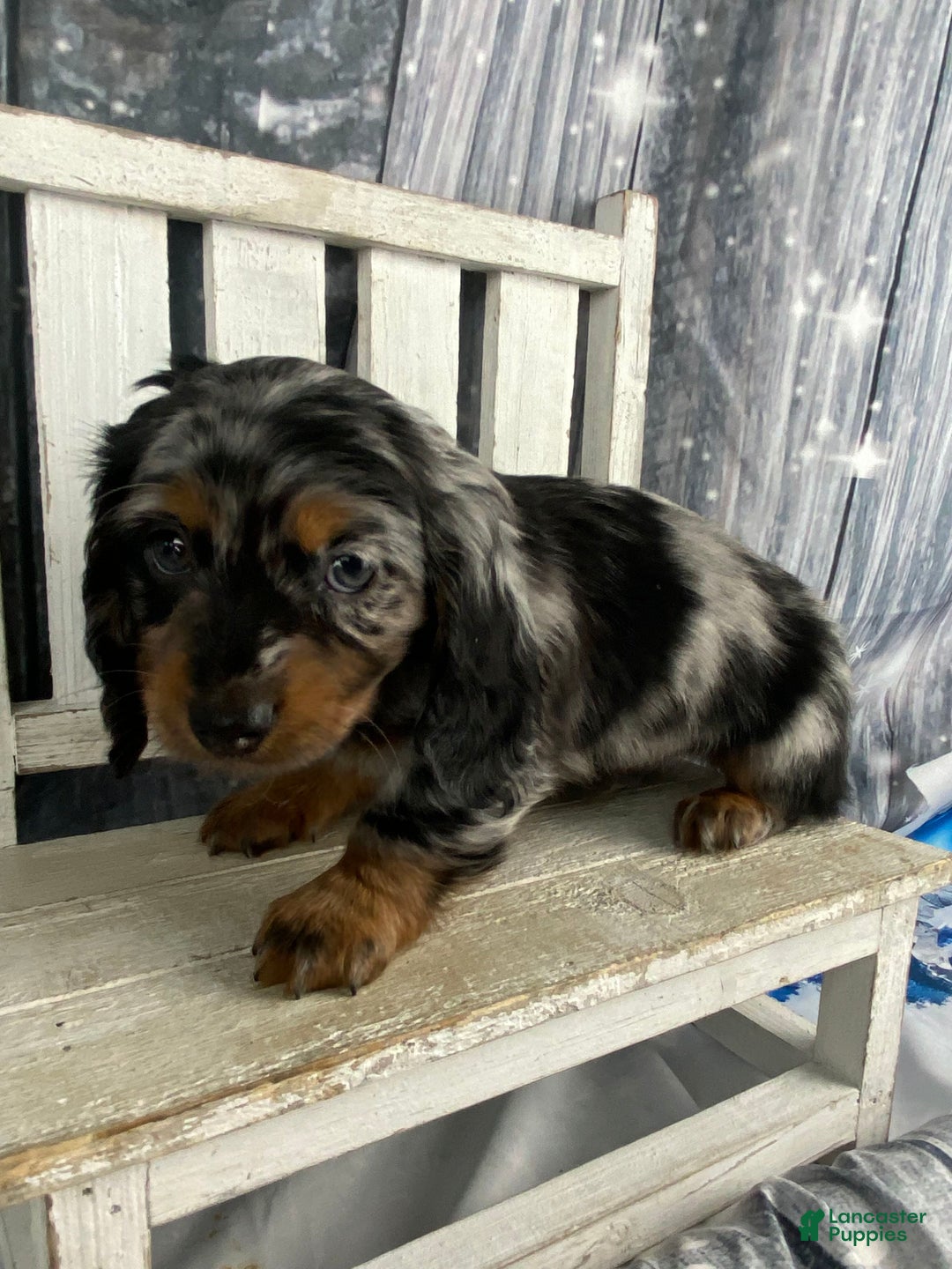 Miniature Dachshund dogs for sale: Marlow - Ad 10