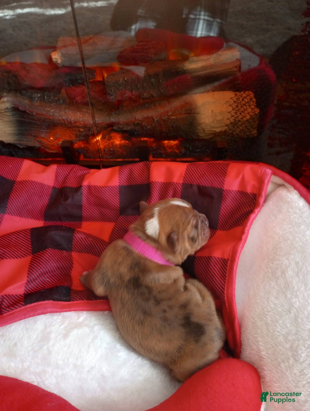 Olde English Bulldogge dogs for sale: Olde English Bulldogge Puppy 5 - Ad 3