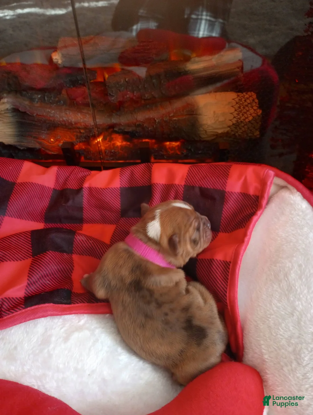 Olde English Bulldogge dogs for sale: Olde English Bulldogge Puppy 5 - Ad 9