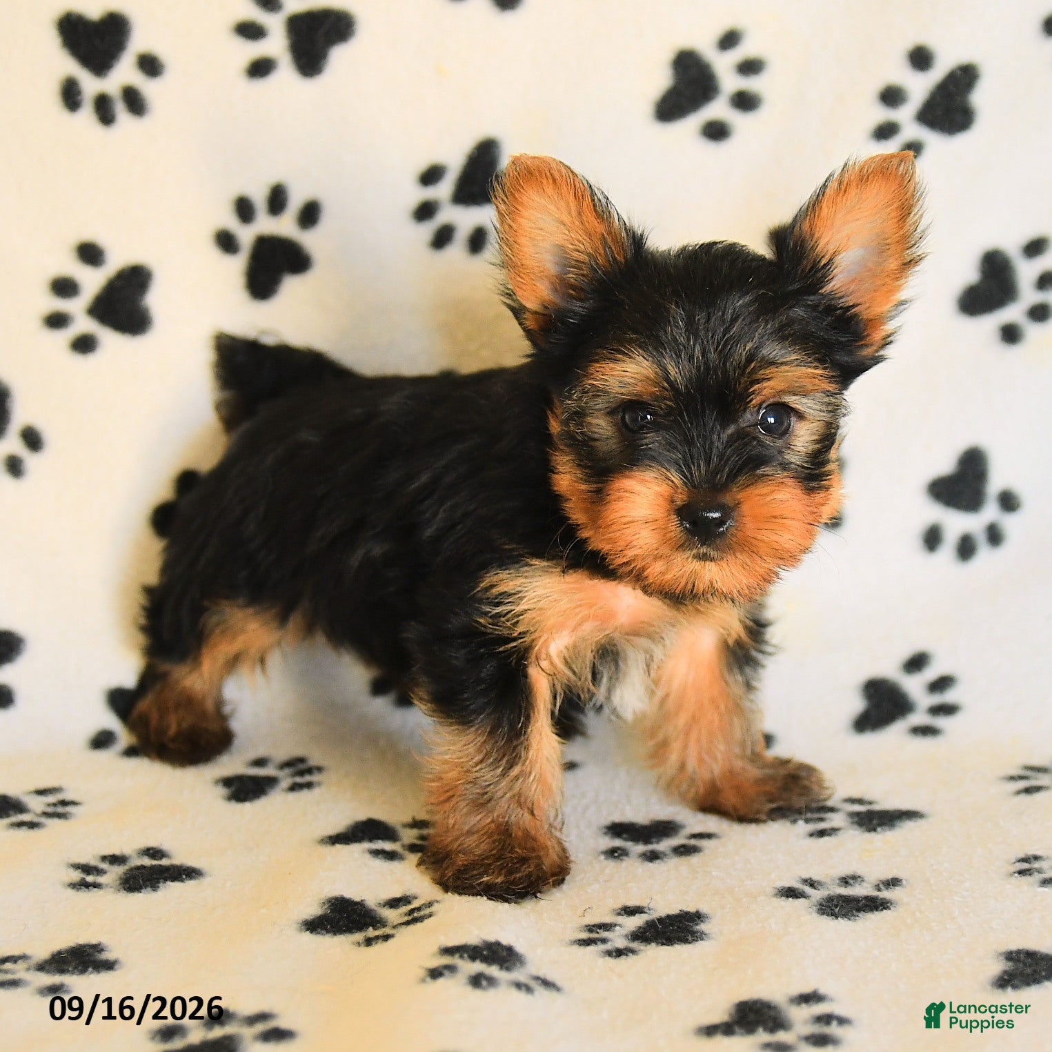 Yorkshire Terrier dogs James    - Ad 1