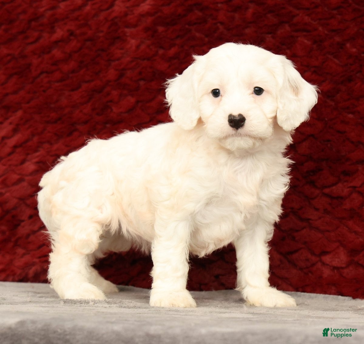 Cavapoo dogs Karla - Ad 2