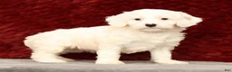 Cavapoo dogs for sale: Karla - Ad 2