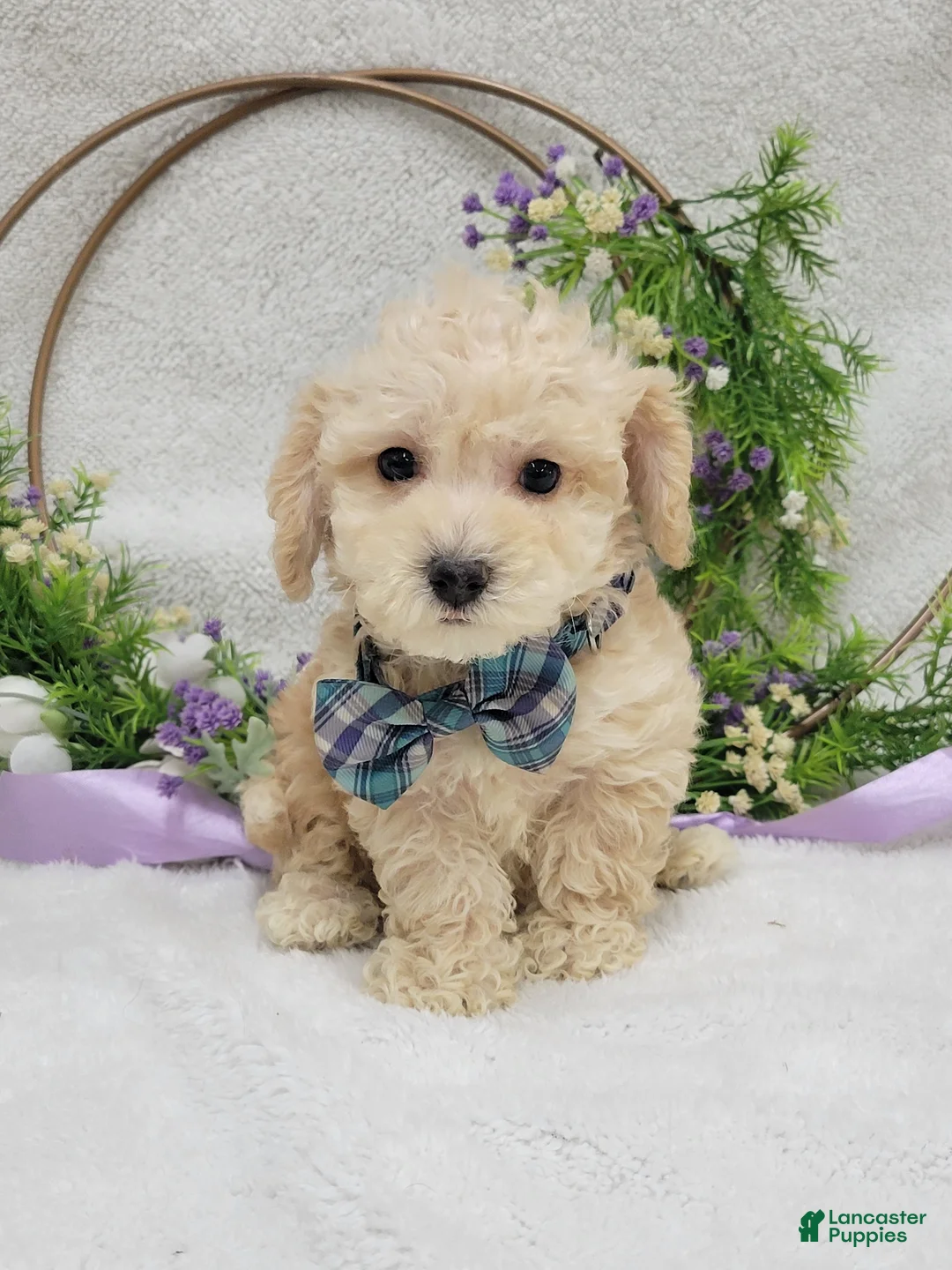 Maltipoo dogs for sale: Biscuit  - Ad 6