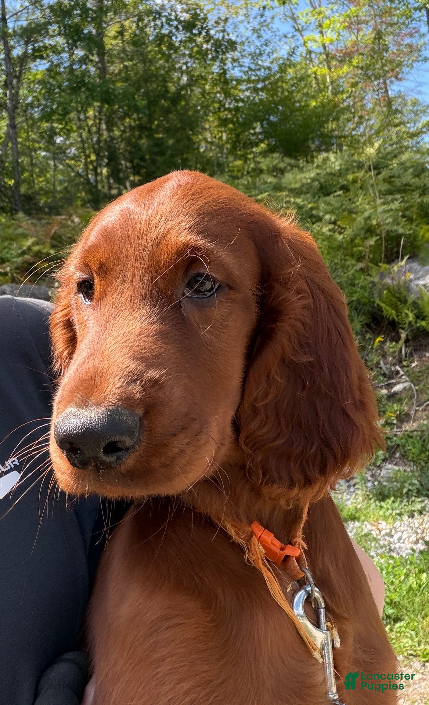 Irish Setter dogs Orange collar  - Ad 10