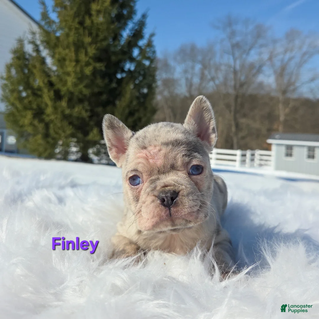 Mixed Breed dogs for sale: Finley  - Ad 6