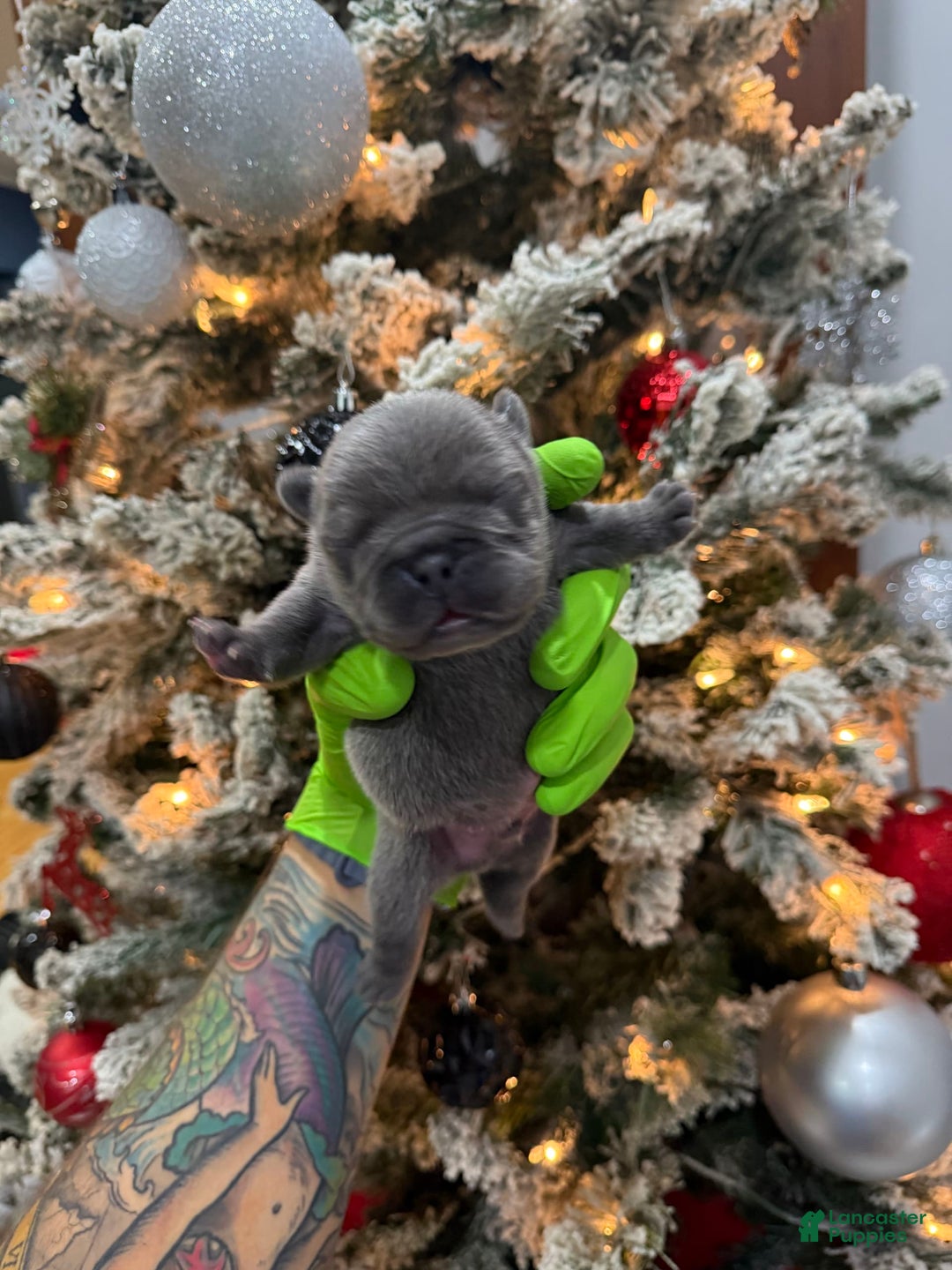 Gallery Image {{count}}