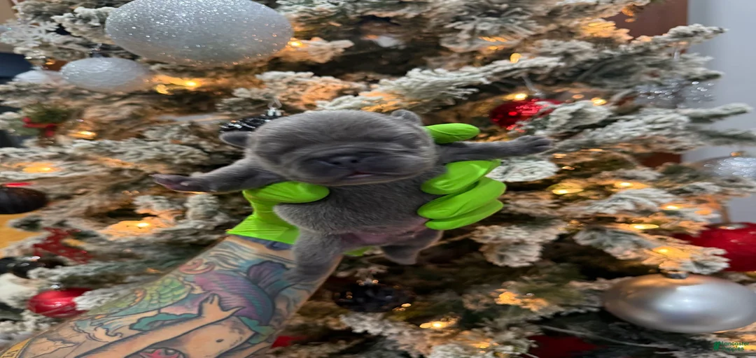 Gallery Image {{count}}