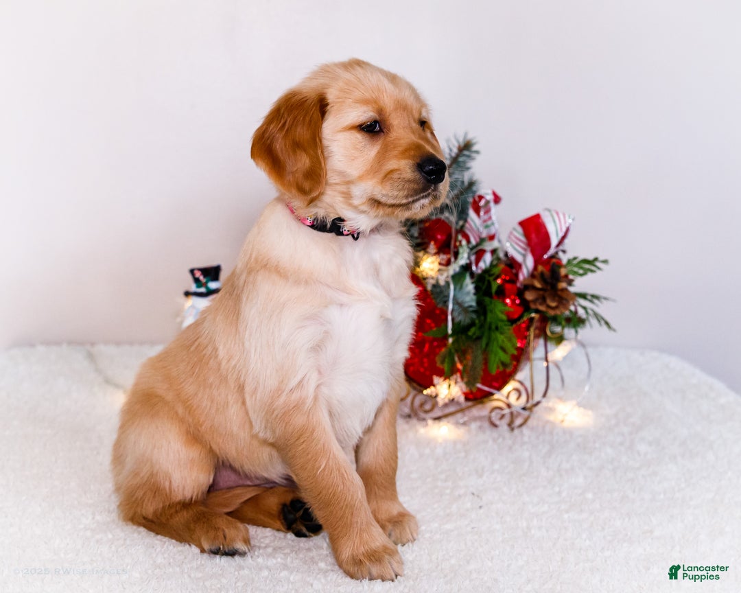 Golden Retriever dogs for sale: Jenny - Ad 5