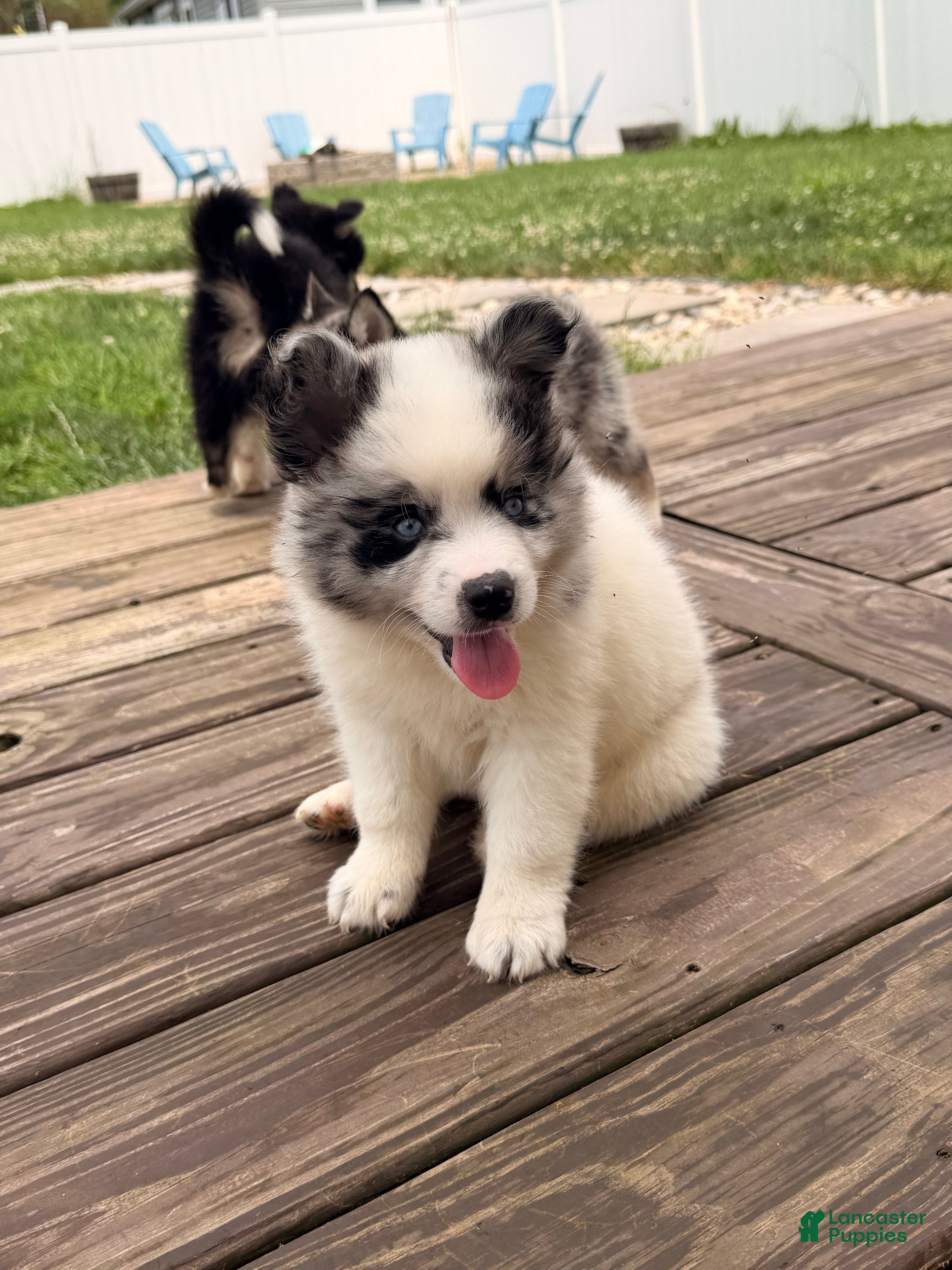 Pomsky dogs Koda - Ad 37