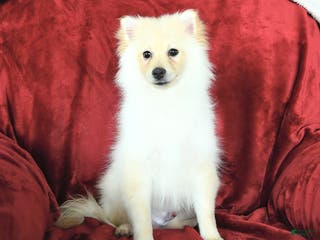 Pomeranian dogs Pogo - Ad 5