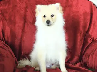 Pomeranian dogs Pogo - Ad 41