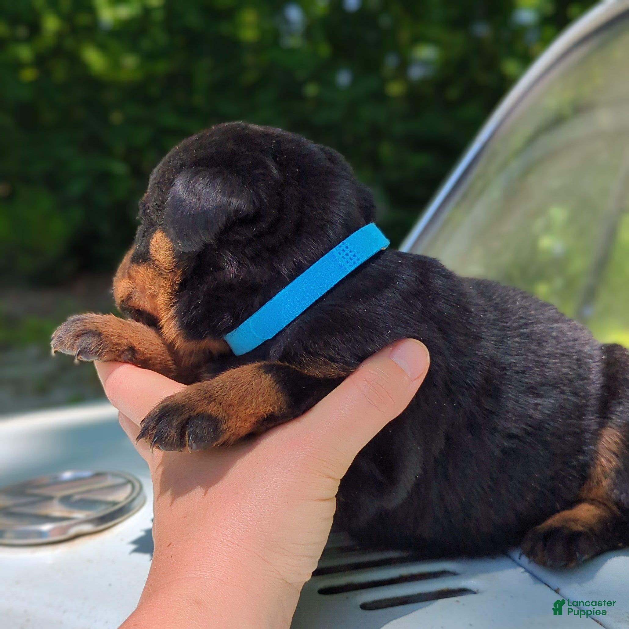 Rottweiler dogs for sale: Benz - Ad 2