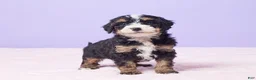 Mini Bernedoodle dogs for sale: Paris - Ad 7