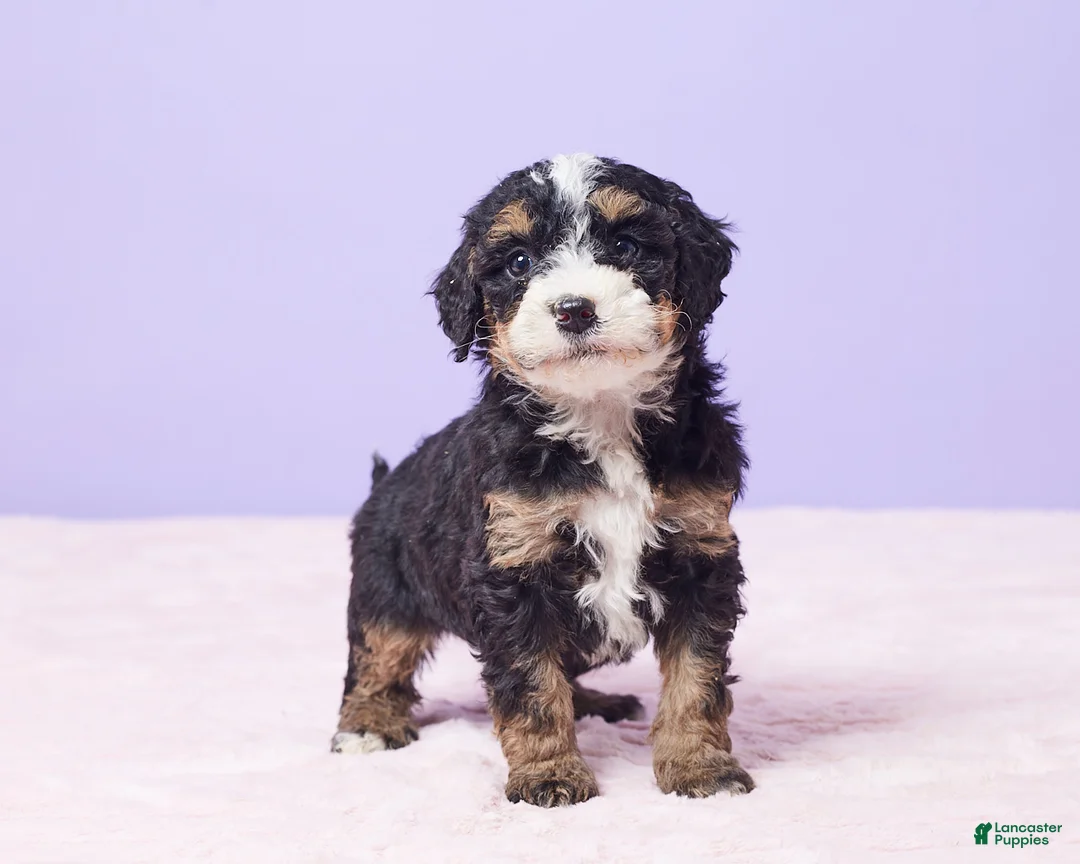 Mini Bernedoodle dogs for sale: Paris - Ad 7