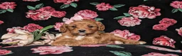 Cavapoo dogs for sale: Kamryn - Ad 6