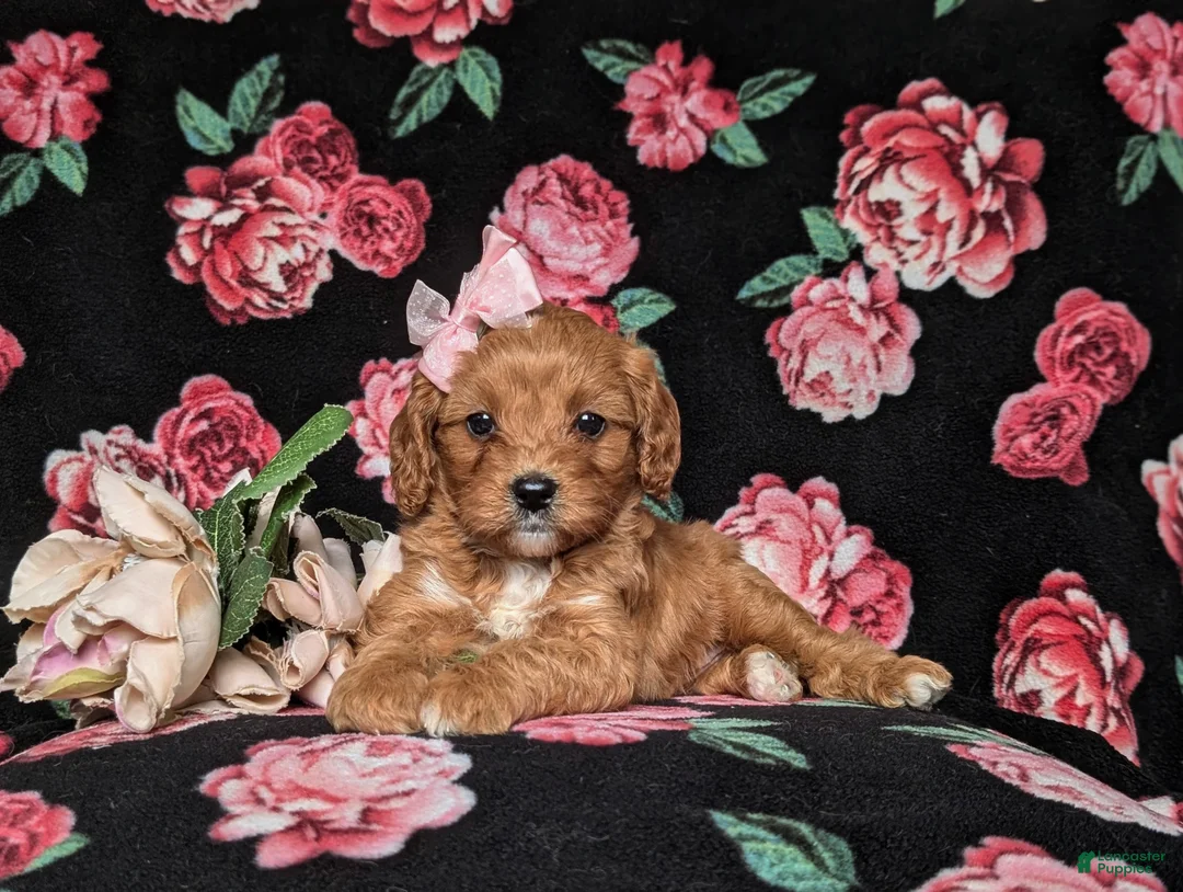 Cavapoo dogs for sale: Kamryn - Ad 6