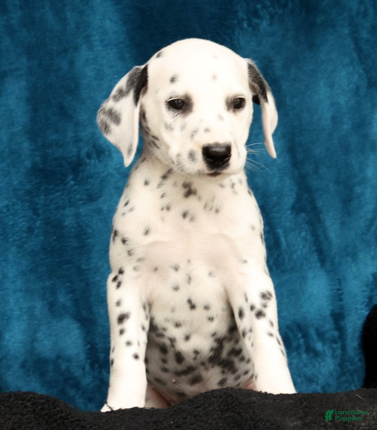 Dalmatian dogs Jenna - Ad 2