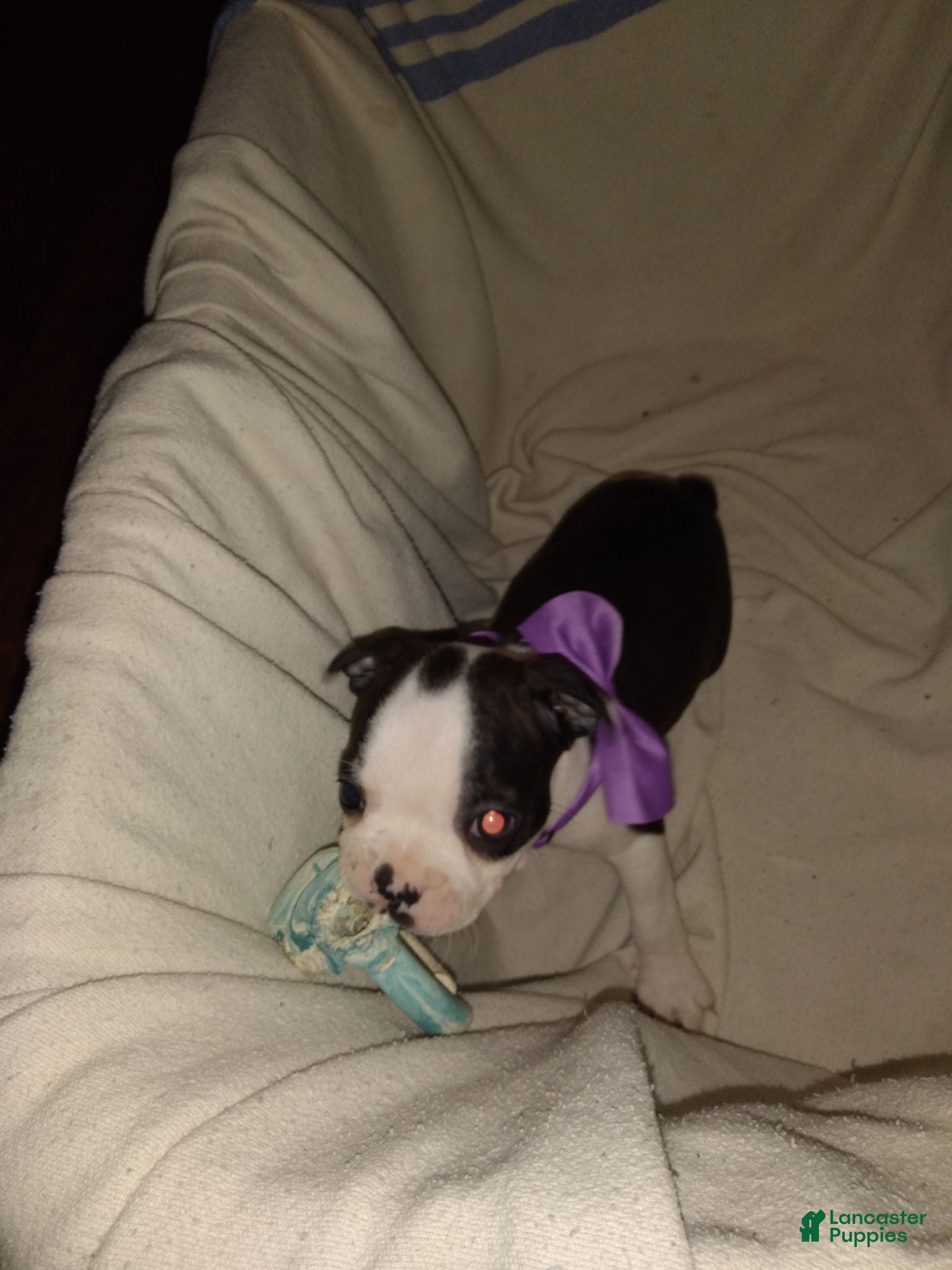 Boston Terrier dogs HoneyBunny Boston Terrier  - Ad 34