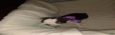 HoneyBunny Boston Terrier 