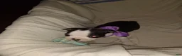 Boston Terrier dogs for sale: HoneyBunny Boston Terrier  - Ad 1