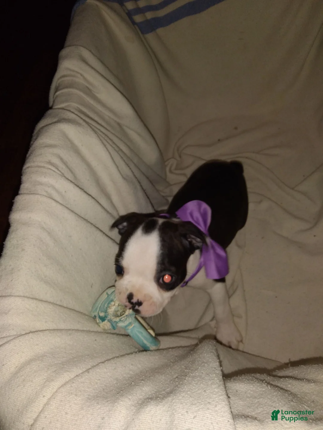 Boston Terrier dogs for sale: HoneyBunny Boston Terrier  - Ad 1