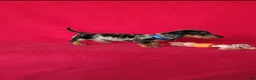 Miniature Dachshund dogs for sale: Talia - Ad 8