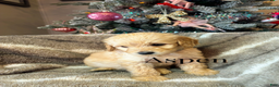 Goldendoodle dogs for sale: Aspen - Ad 2