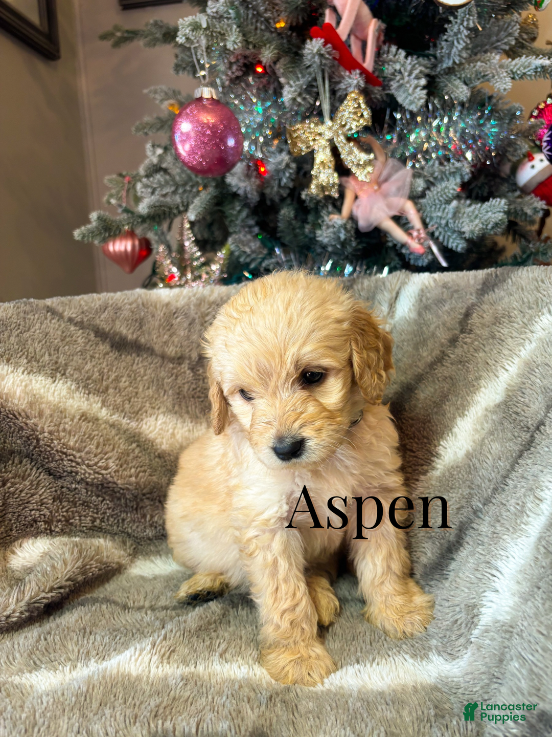 Goldendoodle dogs for sale: Aspen - Ad 2