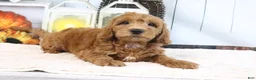 Mini Goldendoodle dogs for sale: Leo - Ad 4