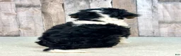 Mini Bernedoodle dogs for sale: Poppy - Ad 3