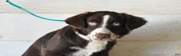 Miniature Australian Shepherd dogs for sale: Ember - Ad 1