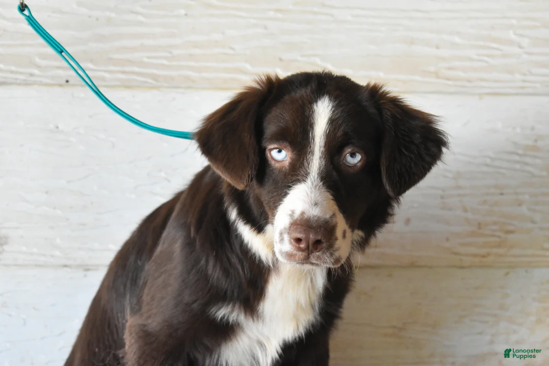 Miniature Australian Shepherd dogs for sale: Ember - Ad 1
