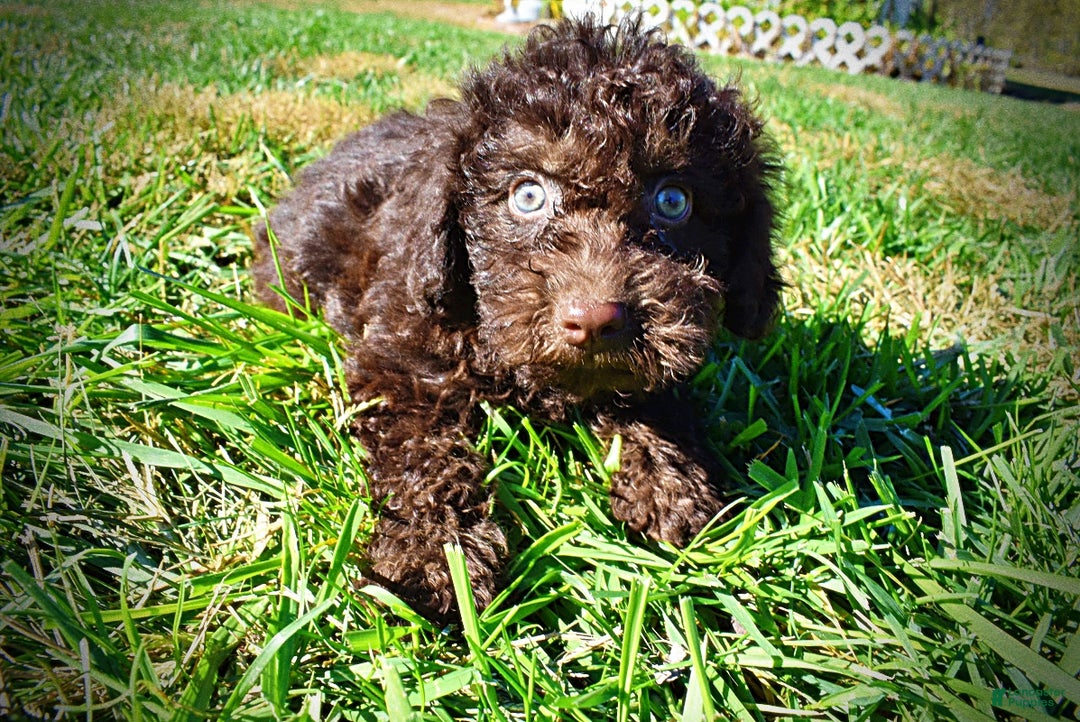 Havapoo dogs for sale: Izzy - Ad 8