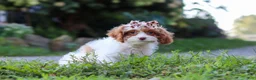 Cavapoo dogs for sale: Jessica - Ad 2
