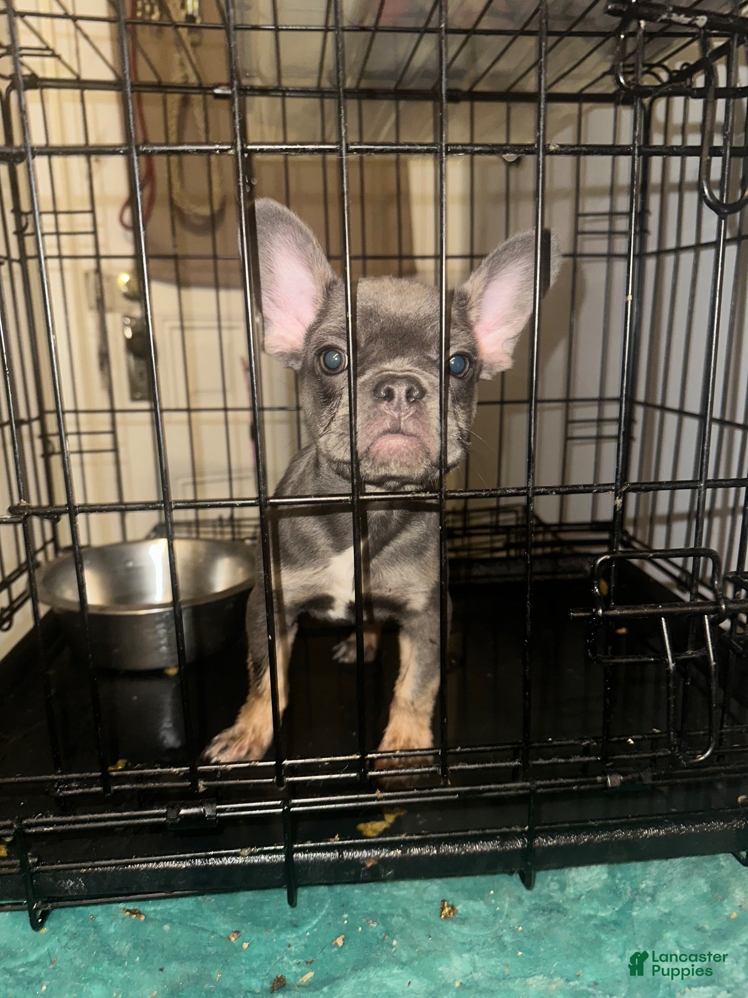French Bulldog dogs for sale: French Bulldog 1 - Ad 3