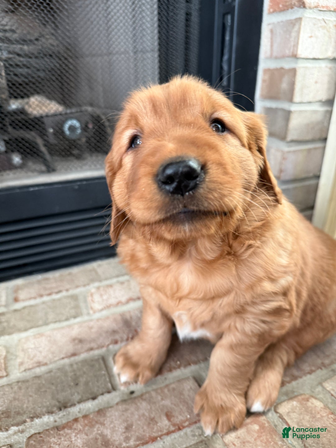 Golden Retriever dogs for sale: Scout - Ad 11