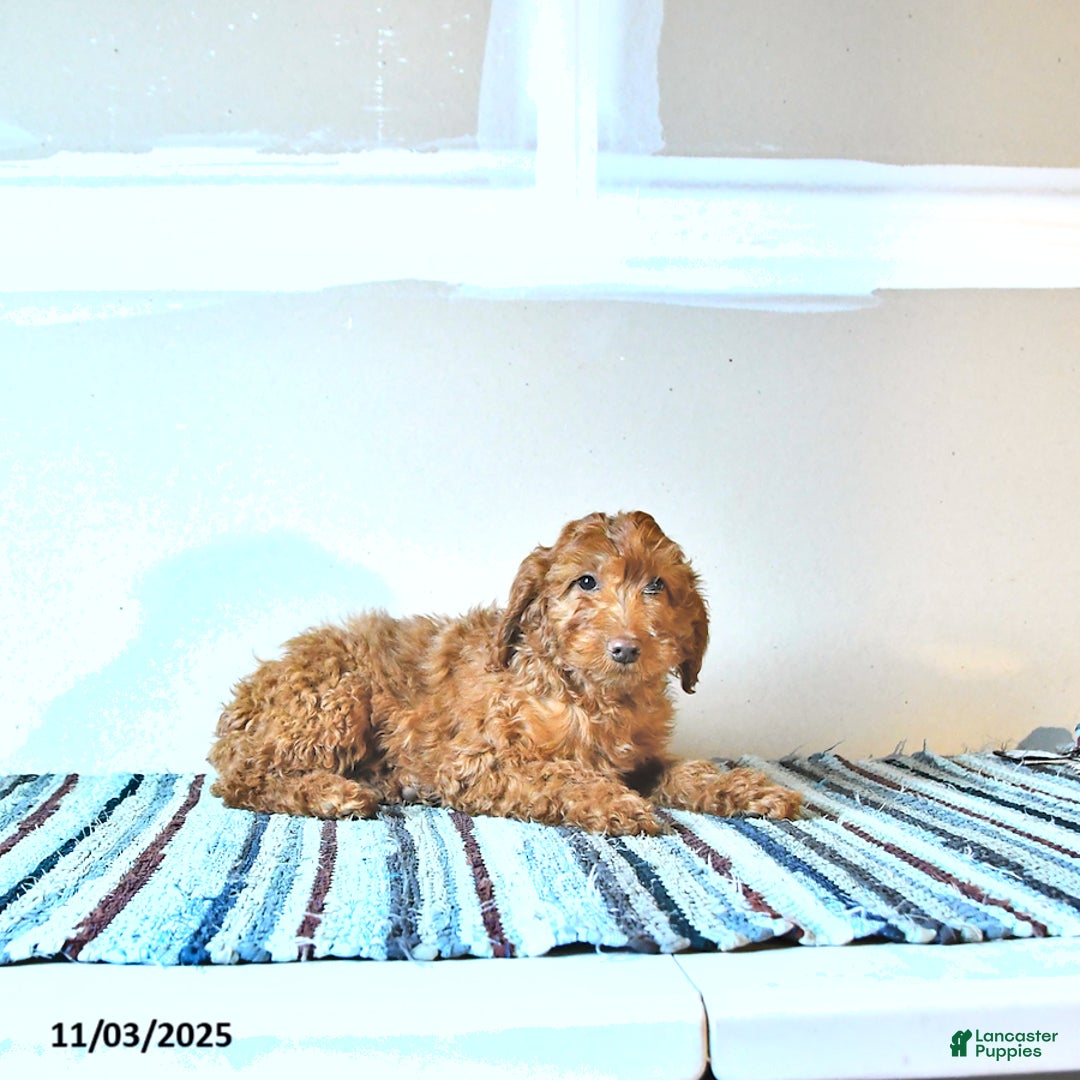 Irish Doodle dogs for sale: Lucy - Ad 4