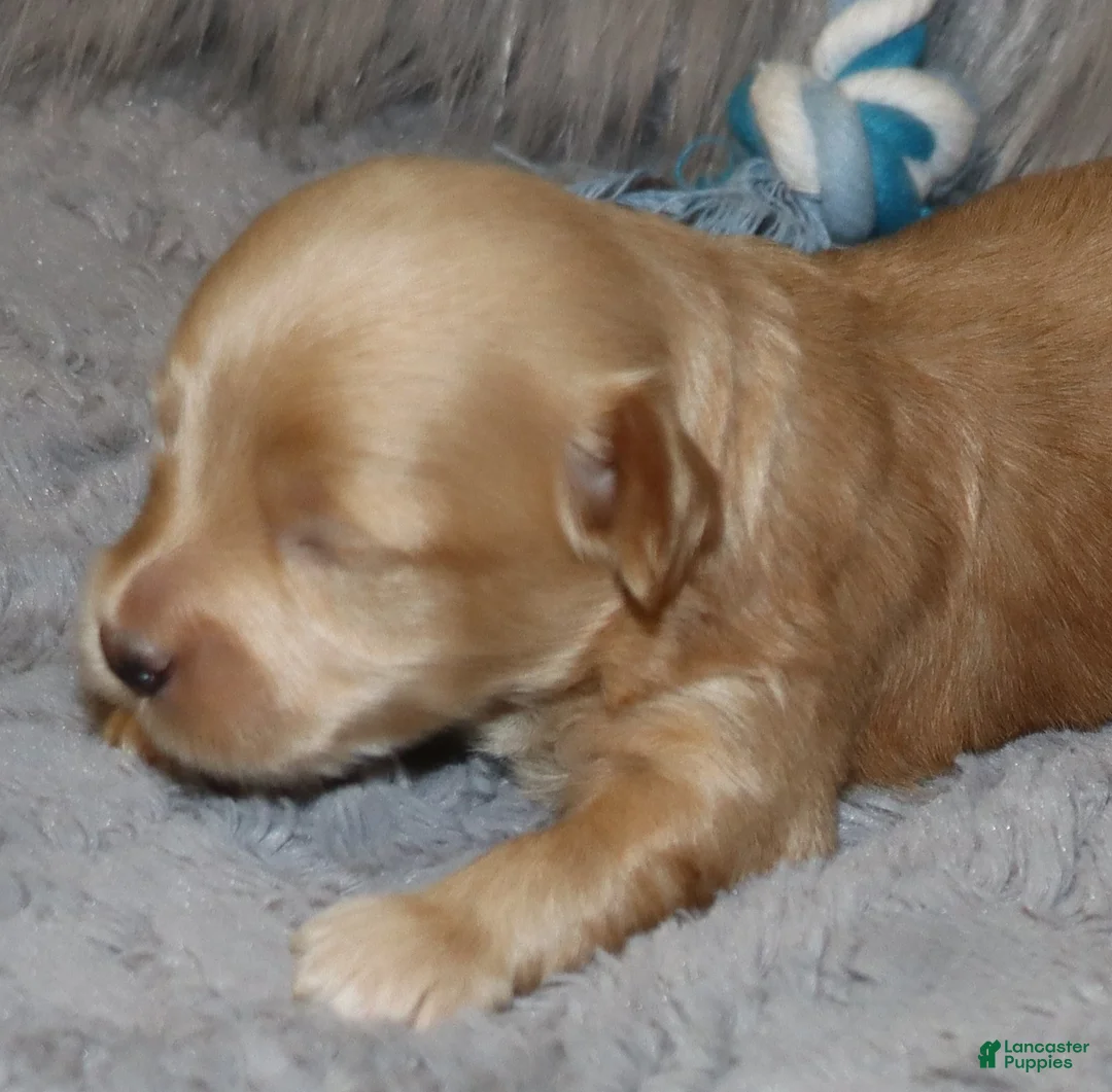 Havapoo dogs for sale: Asher 👨‍👨‍👦‍👦💞🐕 Miniature - Ad 16