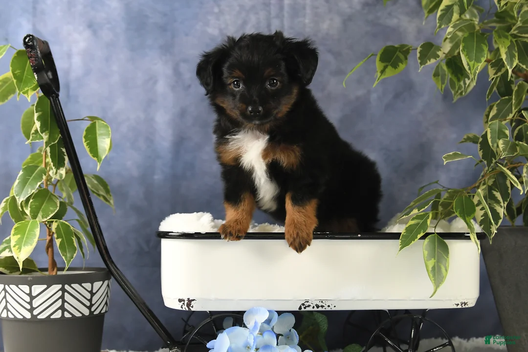 Toy Australian Shepherd dogs for sale: Bronson - Ad 13