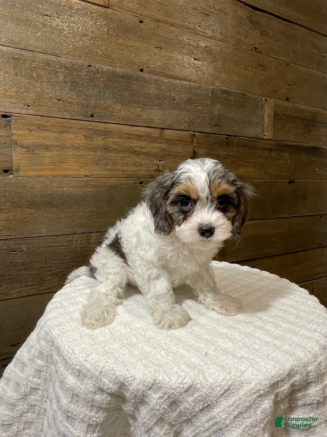 Cavapoo dogs for sale: Jax - Ad 2