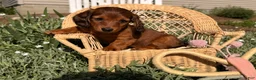 Dachshund dogs for sale: Tulip - Ad 4