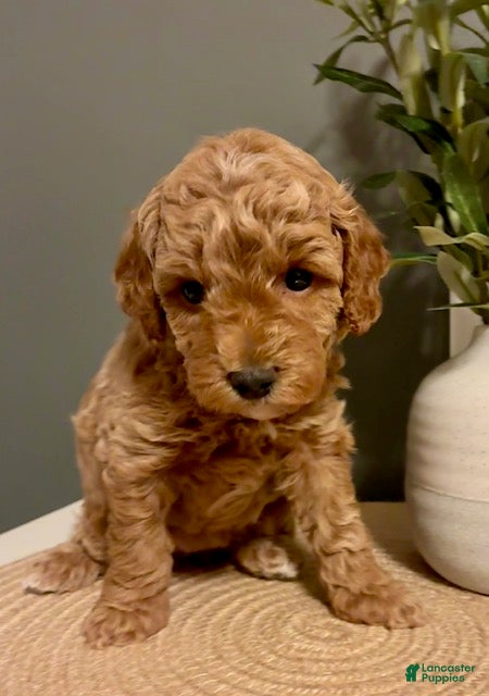 Cockapoo dogs Nova - Ad 9